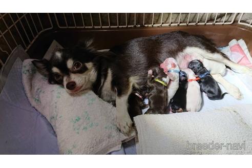 販売中のチワワ(ロングコート)の親犬